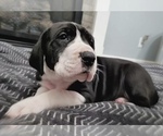 Small Photo #2 Great Dane Puppy For Sale in LAFAYETTE, IN, USA