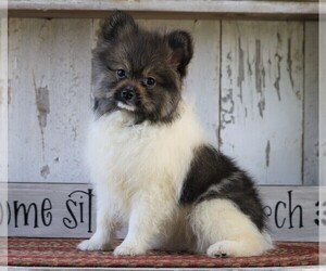 Pomeranian Puppy for sale in FREDERICKSBG, OH, USA