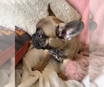 Small #17 French Bulldog