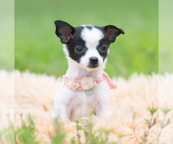 Medium Photo #7 Chihuahua Puppy For Sale in WARSAW, IN, USA