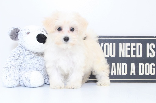 Medium Photo #1 Poovanese Puppy For Sale in NAPLES, FL, USA