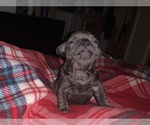 Small Photo #9 French Bulldog Puppy For Sale in PITTSBURG, CA, USA