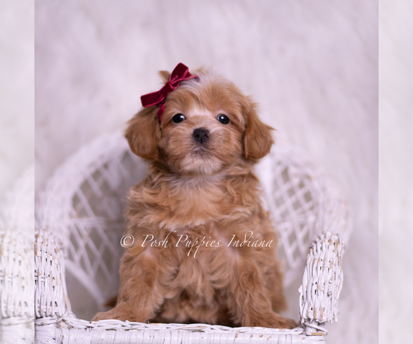 Medium Photo #59 Maltipoo (Miniature) Puppy For Sale in WARSAW, IN, USA