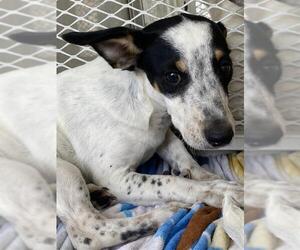 Chihuahua Dogs for adoption in Bakersfield, CA, USA