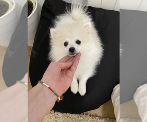 Miniature Spitz Puppy for sale in PHILA, PA, USA