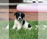 Small Mutt