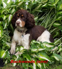 Father of the English Springer Spaniel puppies born on 07/12/2018