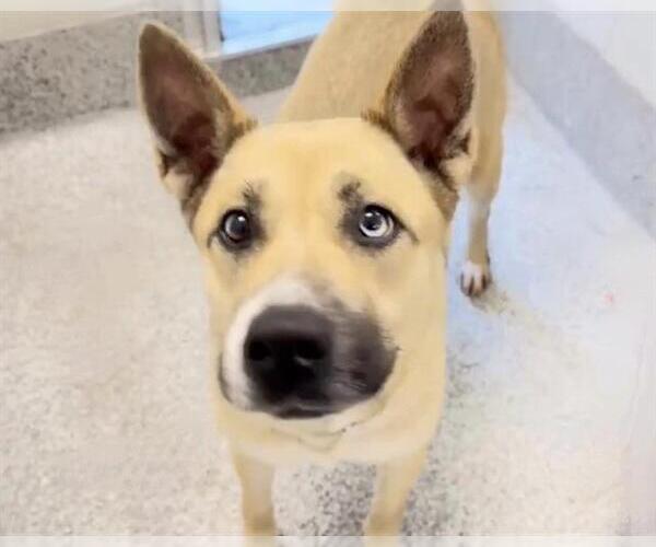 Medium Photo #2 Black Mouth Cur-Unknown Mix Puppy For Sale in Houston, TX, USA