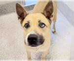 Small #1 Black Mouth Cur Mix