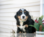 Small #1 Bernese Mountain Dog