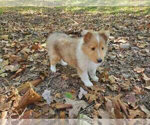 Collie Puppy for sale in FRISTOE, MO, USA