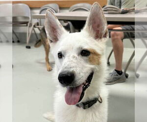 Mutt Dogs for adoption in Canton, CT, USA