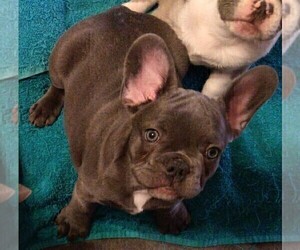 French Bulldog Puppy for sale in GREENWICH, OH, USA