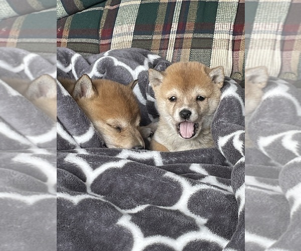 Medium Photo #12 Shiba Inu Puppy For Sale in SCHUYLKILL HAVEN, PA, USA
