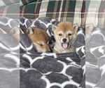 Small #4 Shiba Inu