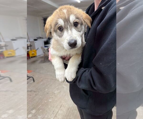 Medium Photo #2 Mutt Puppy For Sale in Calgary, Alberta, Canada