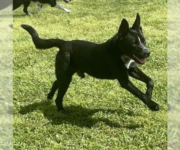 Medium Photo #6 Shepradors Puppy For Sale in HOUSTON, TX, USA