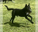 Small #5 Shepradors