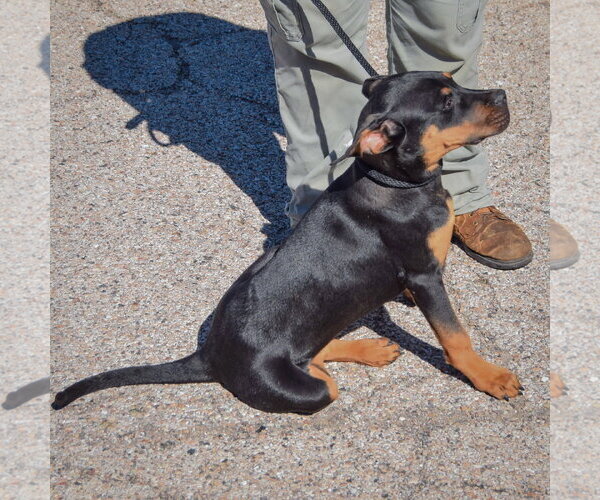 Medium Photo #4 American Staffordshire Terrier-Rottweiler Mix Puppy For Sale in Huntley, IL, USA