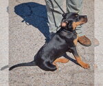 Small Photo #4 American Staffordshire Terrier-Rottweiler Mix Puppy For Sale in Huntley, IL, USA