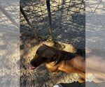 Small #15 Labrador Retriever-Red Heeler Mix