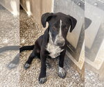 Small #7 Borador
