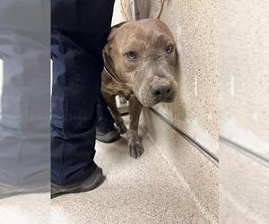 Mutt Dogs for adoption in Riverside, CA, USA