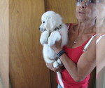 Small Photo #3 English Cream Golden Retriever Puppy For Sale in NORTHWOOD, OH, USA