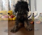 Yorkipoo puppie - Male Yorkipoo Puppy for Sale - Photo #17