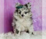 Puppy Skyler Pomeranian