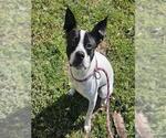 Small Boston Terrier Mix