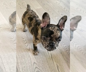 French Bulldog Puppy for sale in WAYNE, NJ, USA