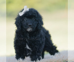 Small Photo #96 Goldendoodle (Miniature) Puppy For Sale in WARSAW, IN, USA