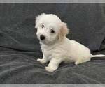 Puppy Puppy 2 Coton de Tulear