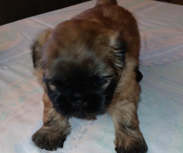 Medium Photo #1 Shih Tzu Puppy For Sale in SALEM, OR, USA