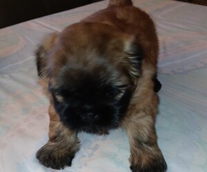 Medium Shih Tzu