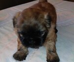 Puppy Molly Shih Tzu