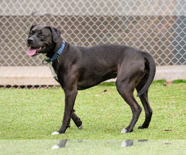 Medium Photo #8 Labrador Retriever-Unknown Mix Puppy For Sale in Ellijay, GA, USA