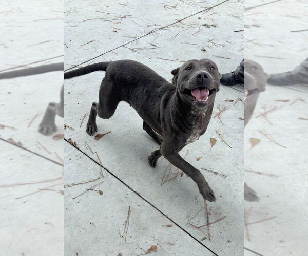 Medium Photo #1 American Pit Bull Terrier-Weimaraner Mix Puppy For Sale in Oakhurst, NJ, USA