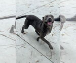 Small American Pit Bull Terrier-Weimaraner Mix