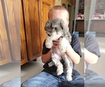 Puppy Piper Schnauzer (Miniature)