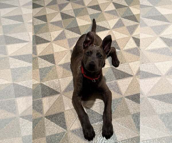 Medium Photo #6 Mutt Puppy For Sale in Nazareth, PA, USA