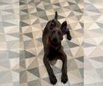 Small #5 Mutt
