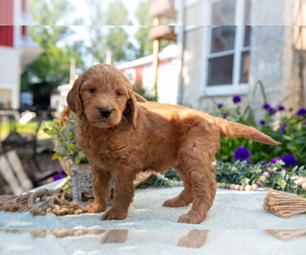 Medium Photo #14 Goldendoodle Puppy For Sale in KIRKWOOD, PA, USA