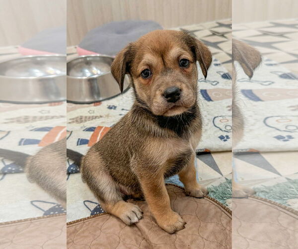 Medium Photo #1 Mutt Puppy For Sale in Holly Springs, NC, USA