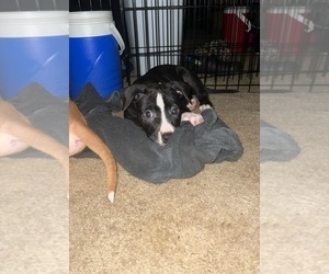 American Pit Bull Terrier Puppy for Sale in MODESTO, California USA