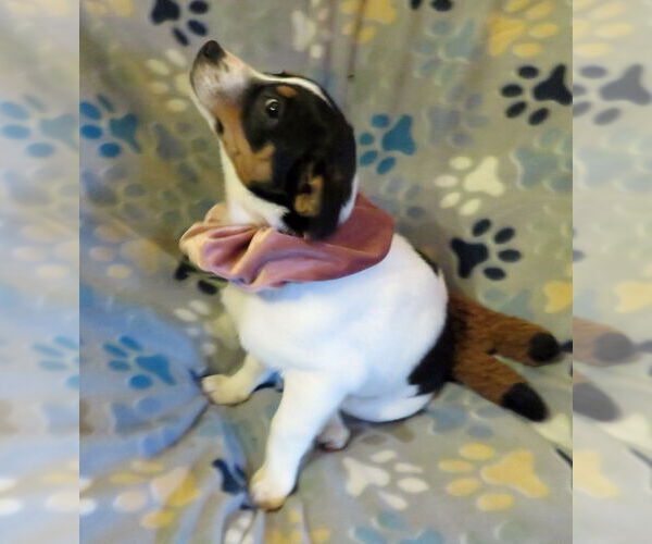 Medium Photo #4 Jack Chi Puppy For Sale in Grovertown, IN, USA