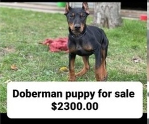 Doberman Pinscher Puppy for sale in ELGIN, IL, USA