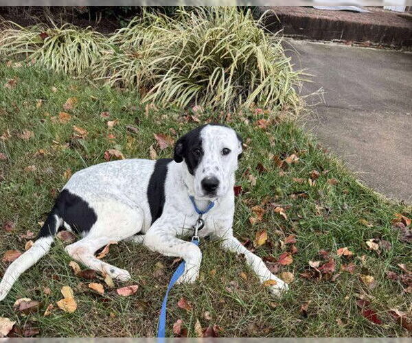 Medium Photo #4 Lab-Pointer Puppy For Sale in Stephens City, VA, USA