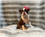 Small Photo #12 Boston Terrier Puppy For Sale in LAKELAND, FL, USA